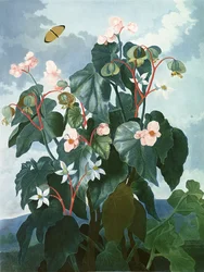 Die schiefblättrige Begonie, gestochen von Caldwell, aus „The Temple of Flora“ von Robert Thornton, veröffentlicht 1800